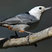 White-breasted Nuthatch